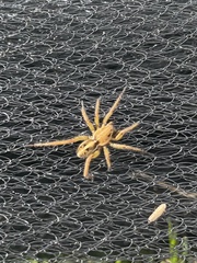 Artoriopsis