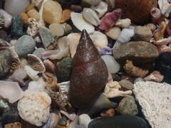 Phasianotrochus eximius