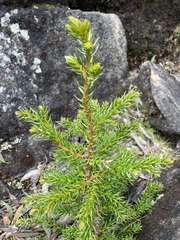 Athrotaxis selaginoides