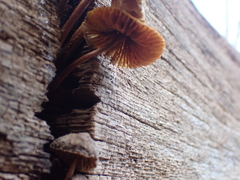 Fungi