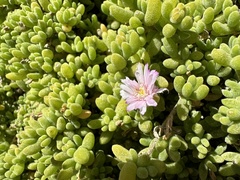 Drosanthemum candens
