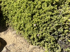 Drosanthemum candens