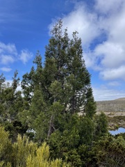 Athrotaxis cupressoides