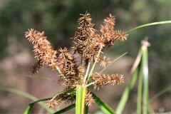 Cyperus lucidus