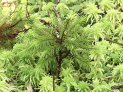 Dendroligotrichum tongariroense