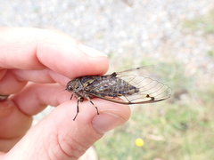 Amphipsalta cingulata
