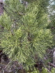 Athrotaxis cupressoides
