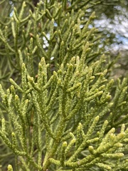 Athrotaxis cupressoides