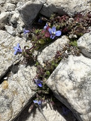 Lobelia boivinii