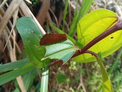 Trypanophora semihyalina