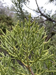 Athrotaxis cupressoides