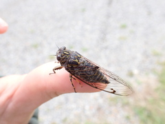 Amphipsalta cingulata