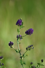 Medicago sativa