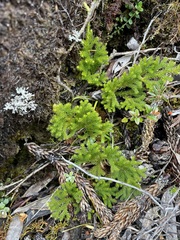 Austrolycopodium fastigiatum