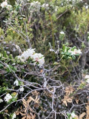 Pimelea nivea