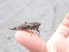 Amphipsalta cingulata