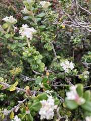 Pimelea nivea