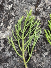 Athrotaxis cupressoides