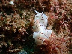 Eurylepta californica