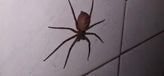 Araneae