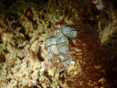Eurylepta californica