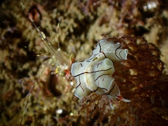 Eurylepta californica