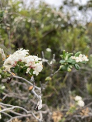 Pimelea nivea