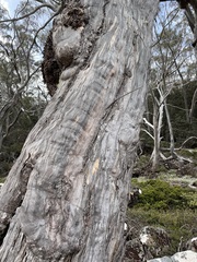 Eucalyptus coccifera