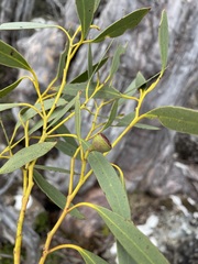 Eucalyptus coccifera