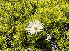 Helichrysum retortum