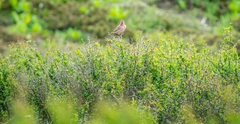 Carpodacus pulcherrimus
