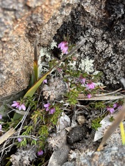 Tetratheca procumbens