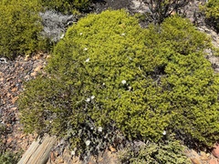 Helichrysum retortum