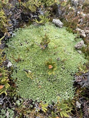 Pterygopappus lawrencei