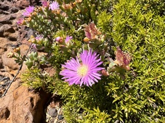 Lampranthus falciformis