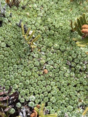 Pterygopappus lawrencei