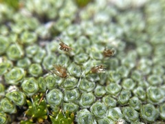 Pterygopappus lawrencei