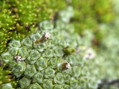 Pterygopappus lawrencei