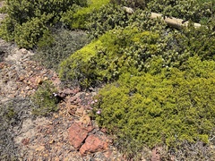 Lampranthus falciformis