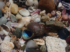 Phasianotrochus eximius