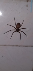 Araneae