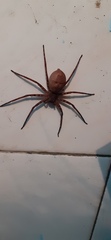Araneae