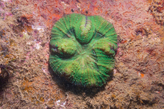Lobophyllia vitiensis