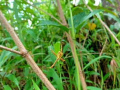 Argiope