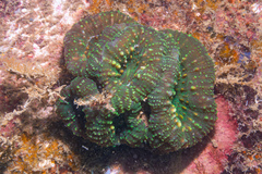 Acanthastrea pachysepta