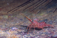Decapoda