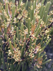 Hakea epiglottis
