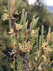 Hakea epiglottis