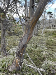 Eucalyptus subcrenulata
