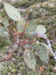 Eucalyptus subcrenulata